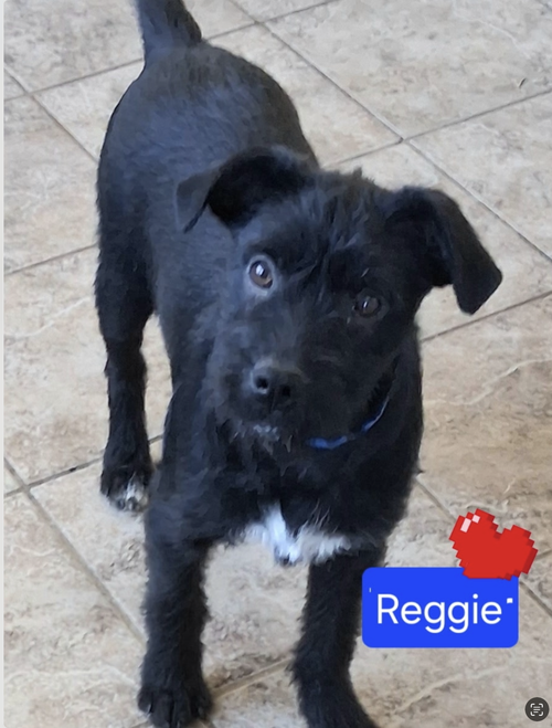 Reggie