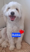 Bubba