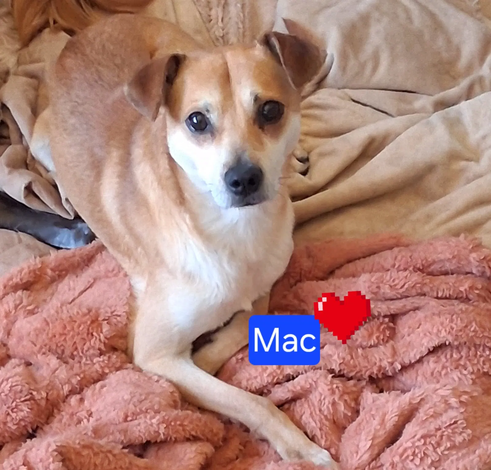 Mac image 4
