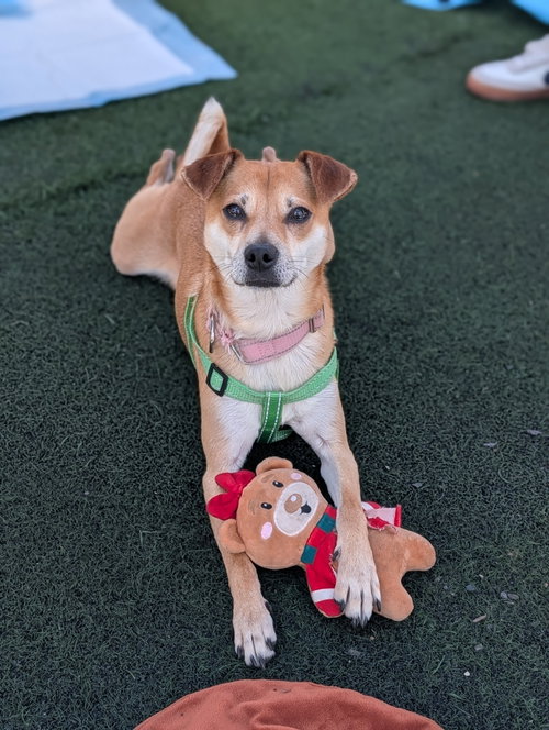 Mac, an adoptable Shiba Inu in San Diego, CA