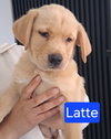 Latte