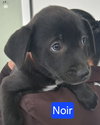 Noir