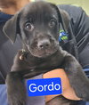 Gordo