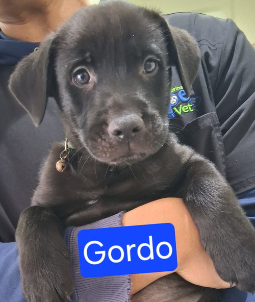 Gordo