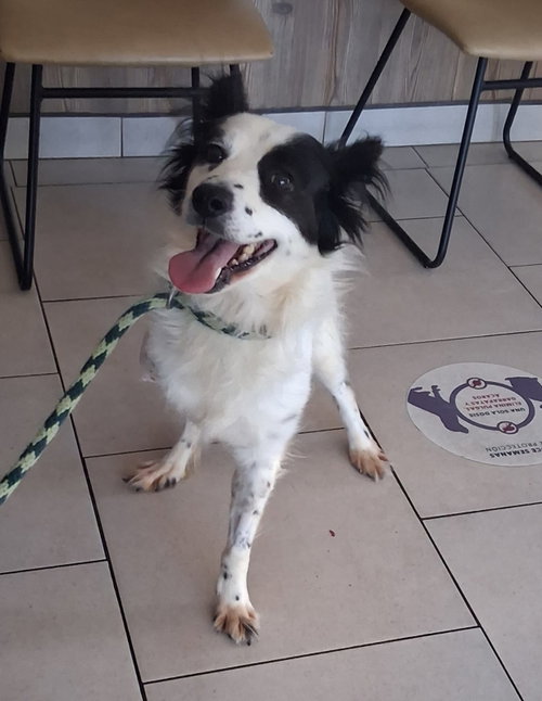 Mercedes, an adoptable Border Collie in San Diego, CA