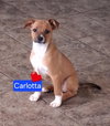Carlotta