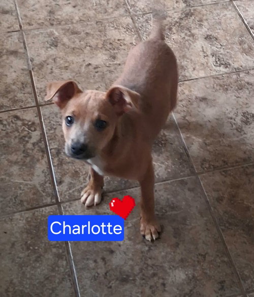 Charlotte, an adoptable Chihuahua in San Diego, CA