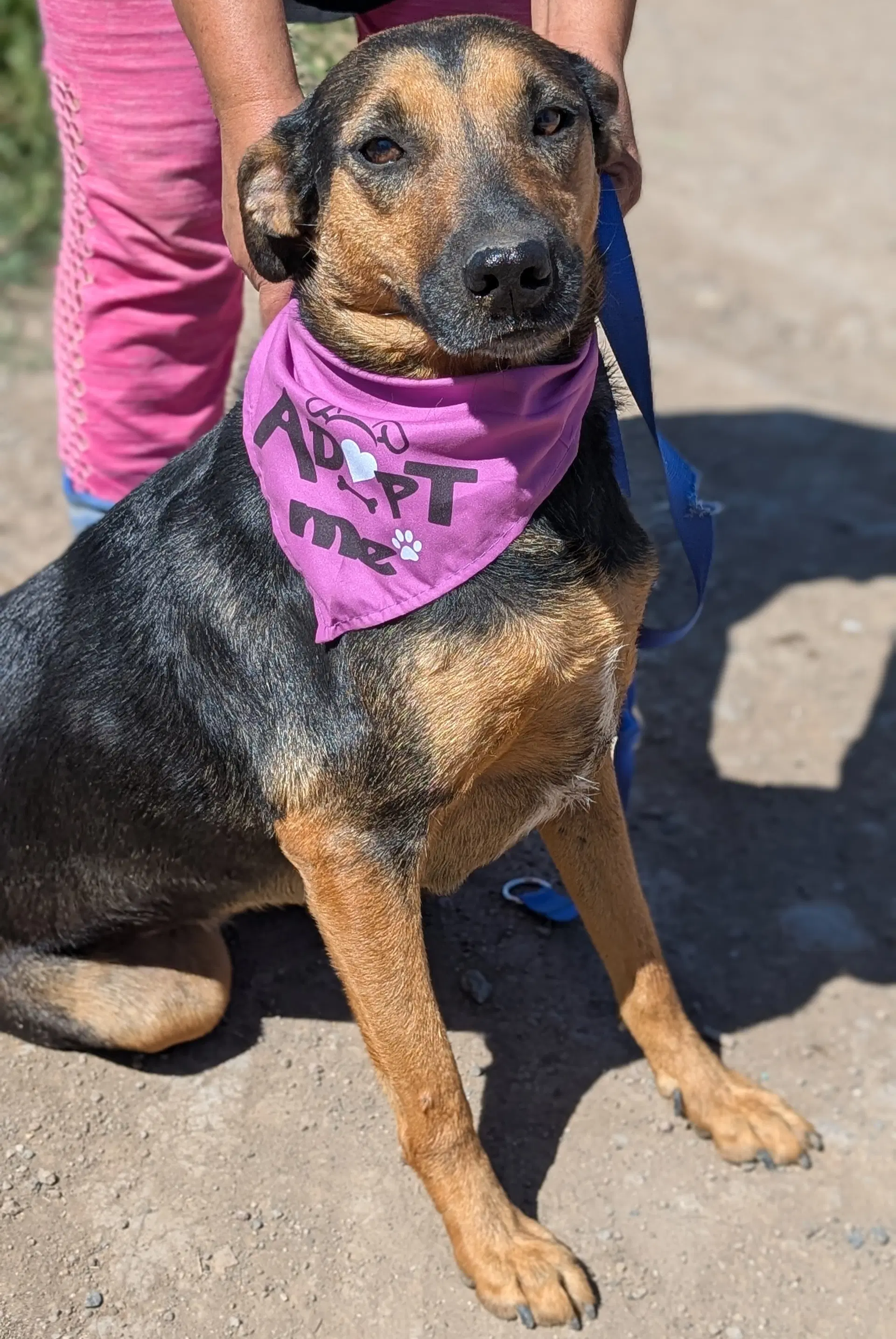 Betty - Shepherd