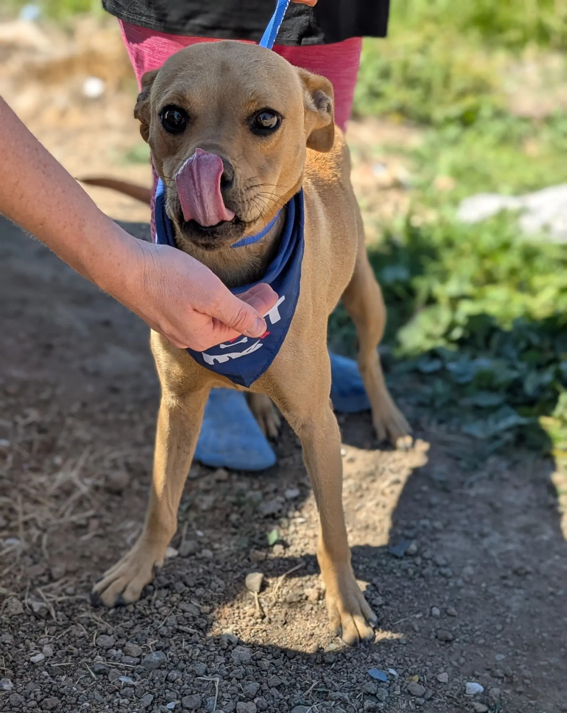 Scooby - Boxer