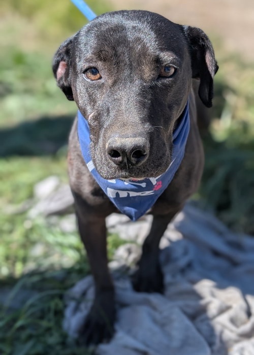 Gomez, an adoptable Labrador Retriever in San Diego, CA