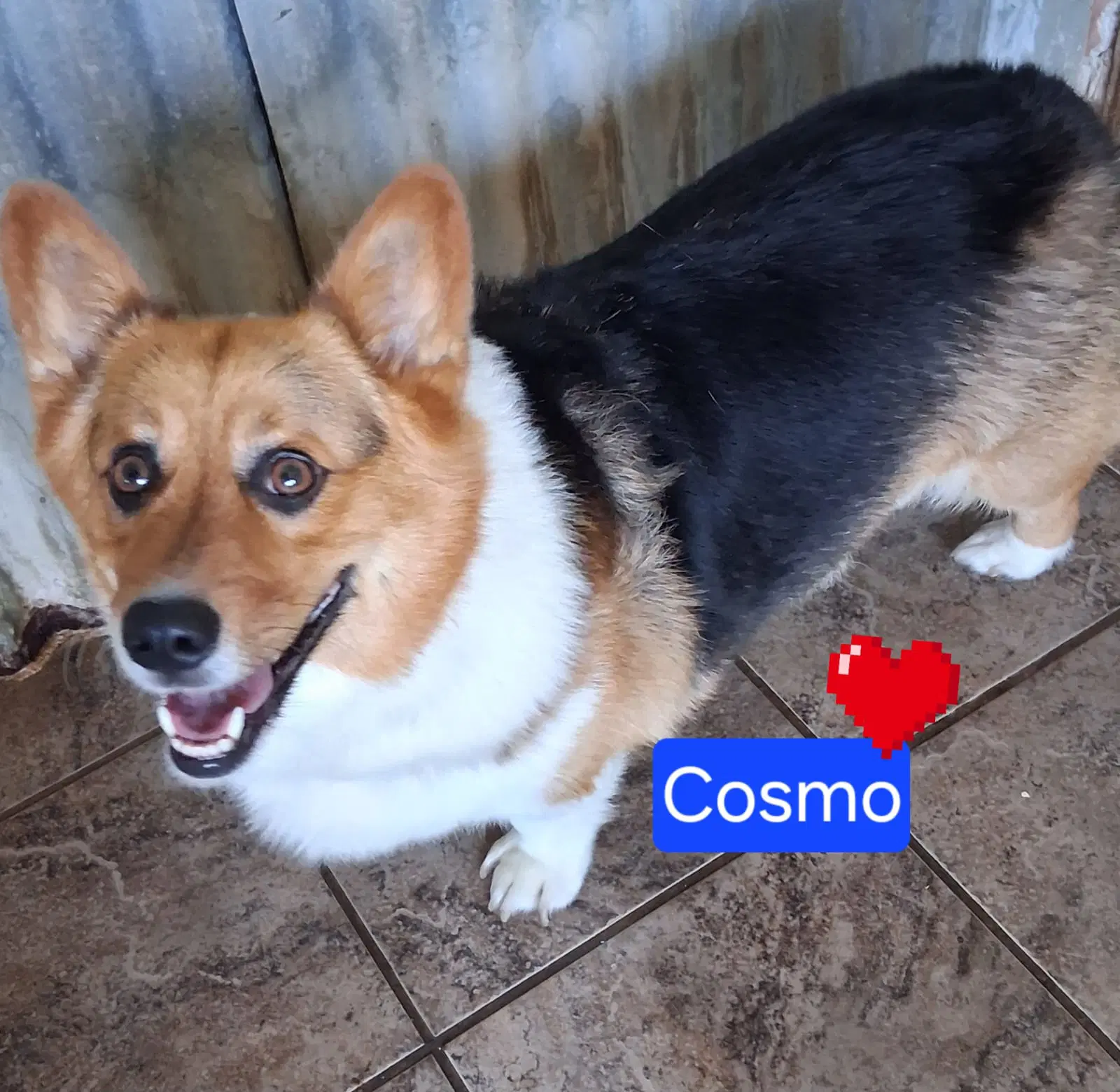 Cosmo - Corgi
