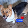 Cosmo