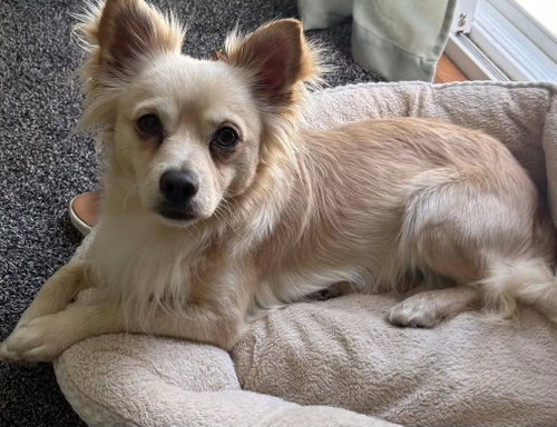Burberry, an adoptable Chihuahua in San Diego, CA