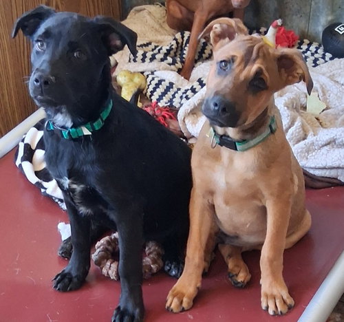 Rio, an adoptable Shepherd in San Diego, CA