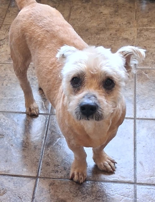 Teddy, an adoptable Poodle in San Diego, CA