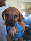 Rolo