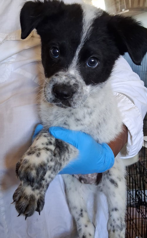 Oreo
