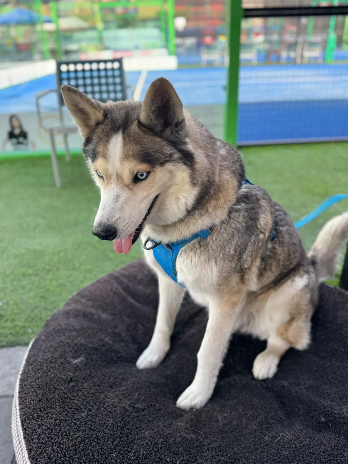 Cielo - Husky