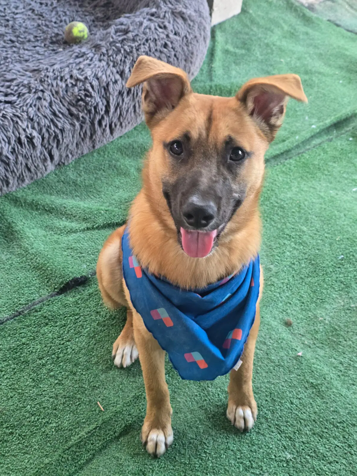 Milo - Shepherd