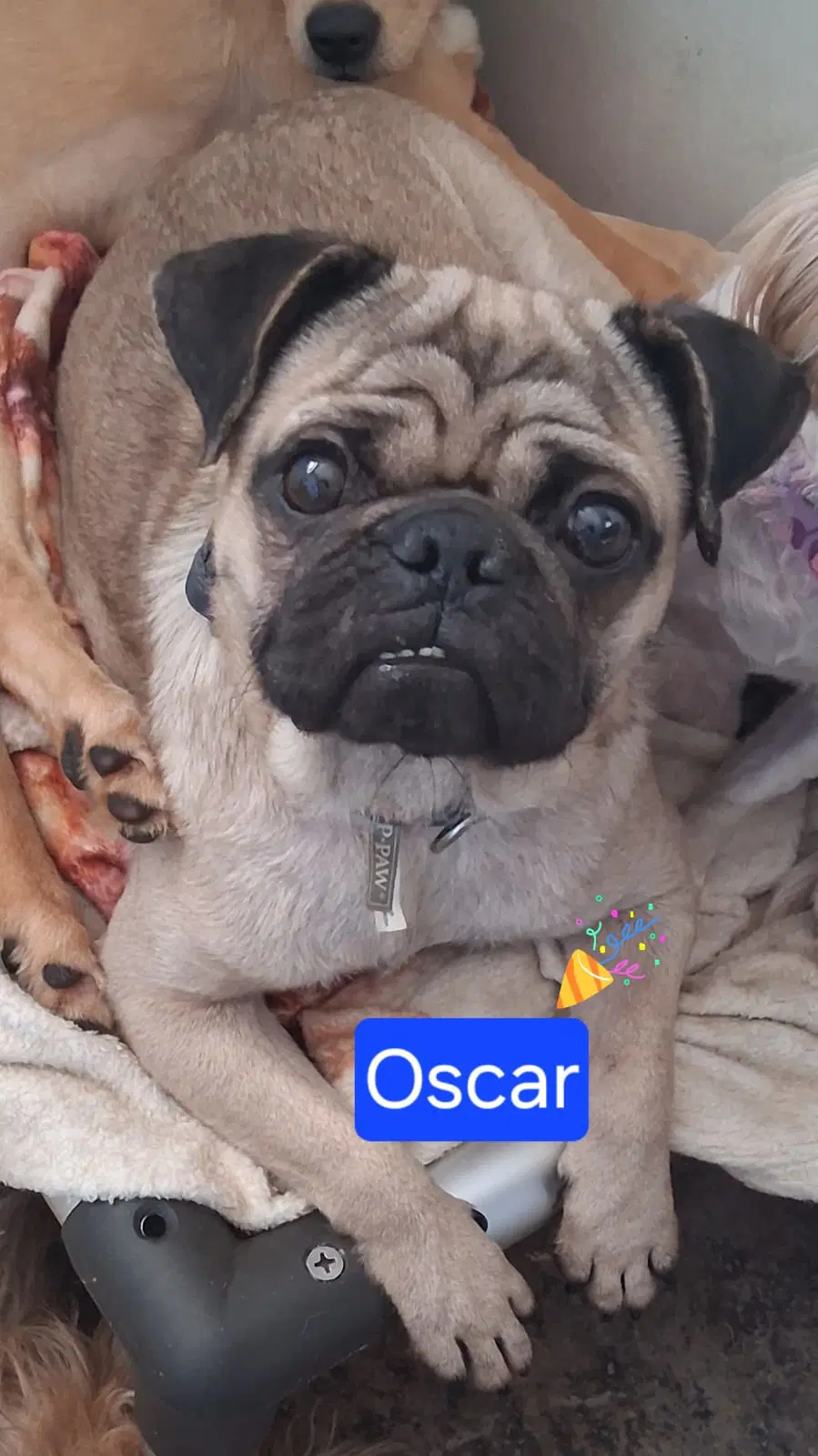 Oscar - Pug