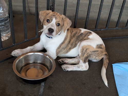 Whopper, an adoptable Australian Shepherd in San Diego, CA
