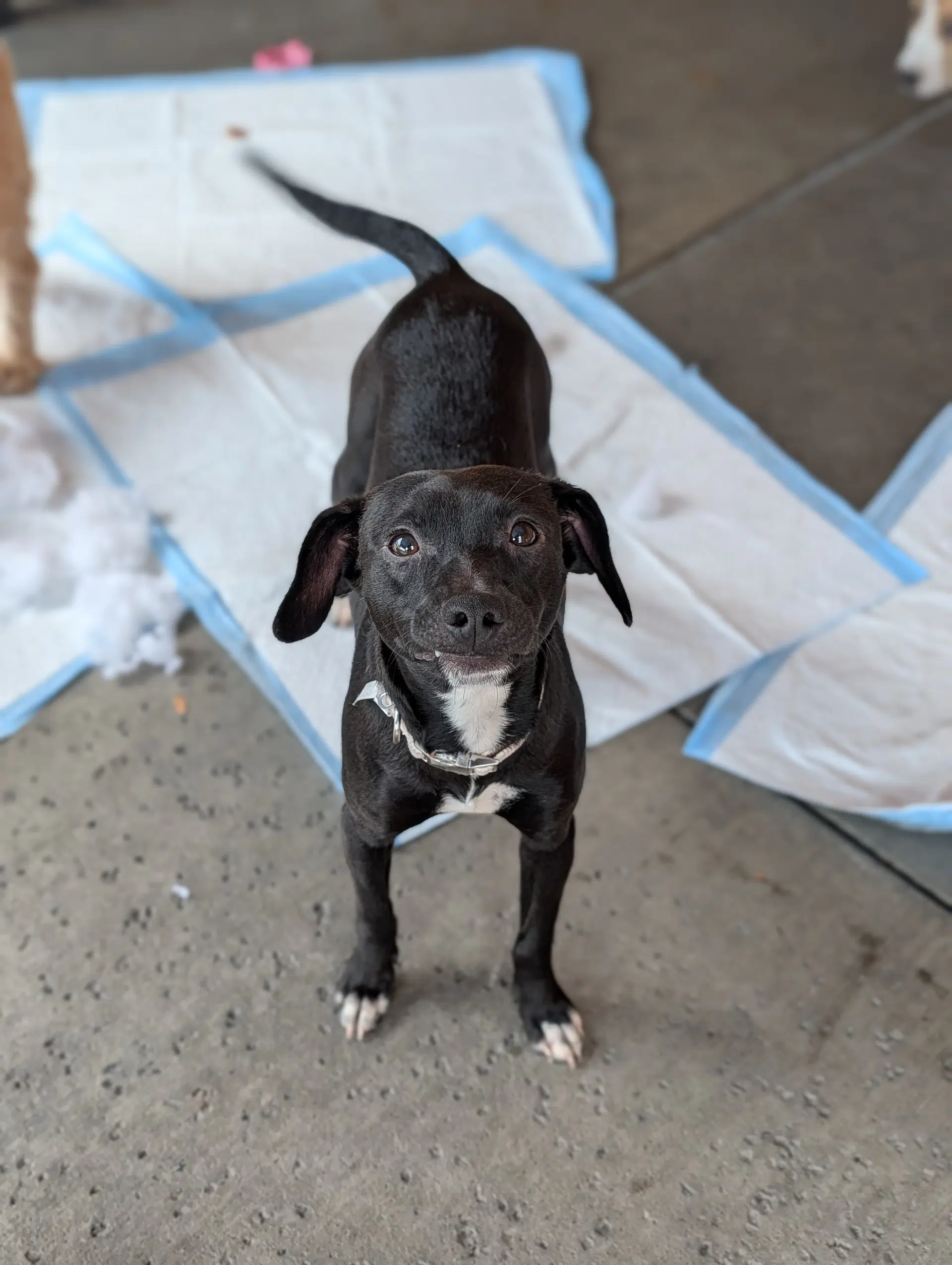 Lizzie - Miniature Pinscher