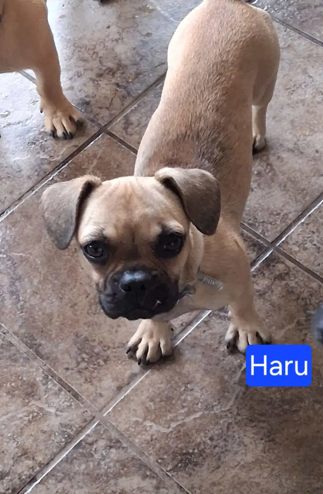 Haru - French Bulldog