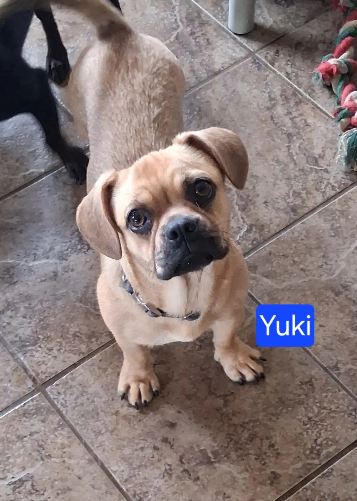 Yuki - French Bulldog