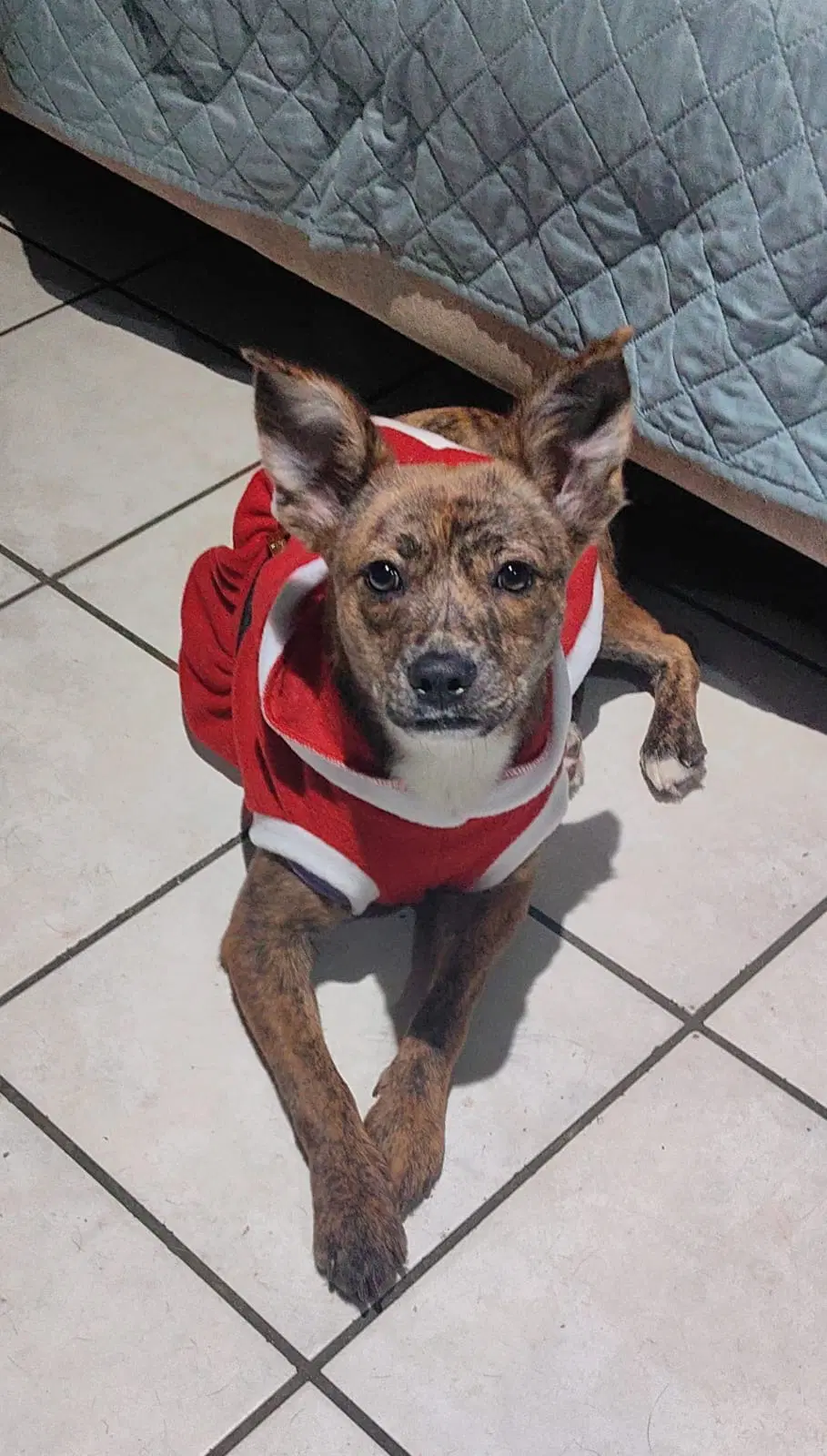 Daisy - Dutch Shepherd