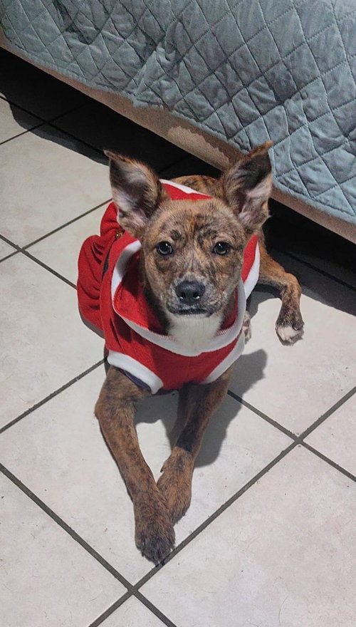 Daisy, an adoptable dog
