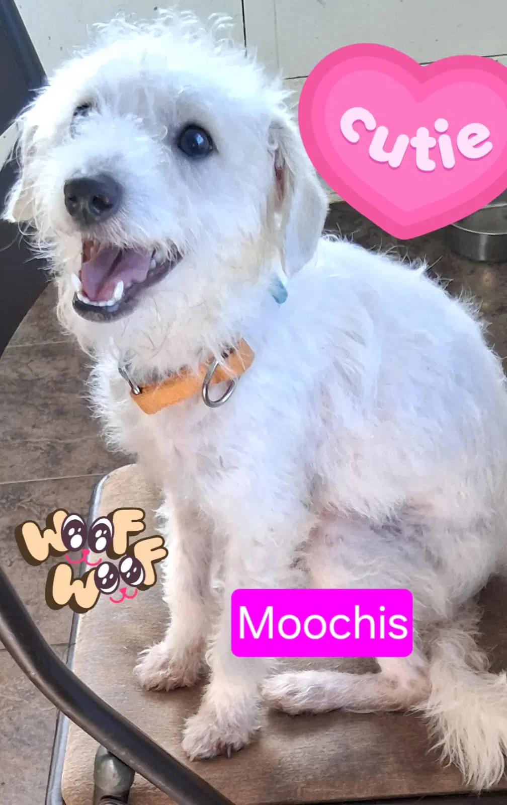 Moochis - Poodle (unknown type)