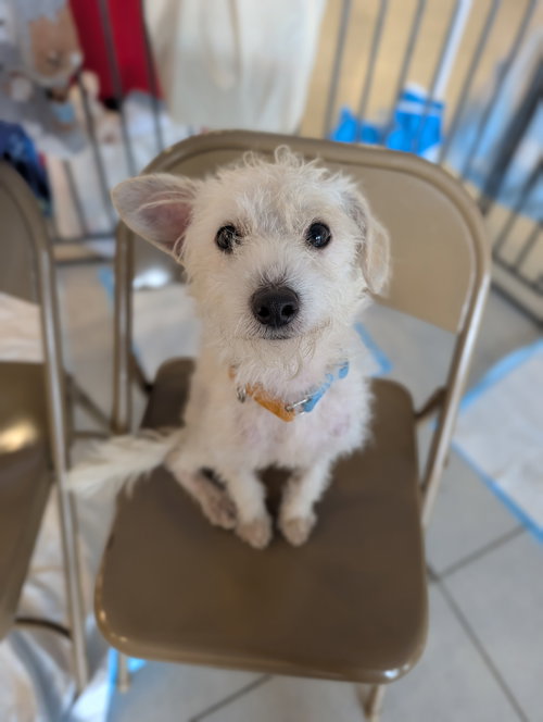 Moochis, an adoptable dog