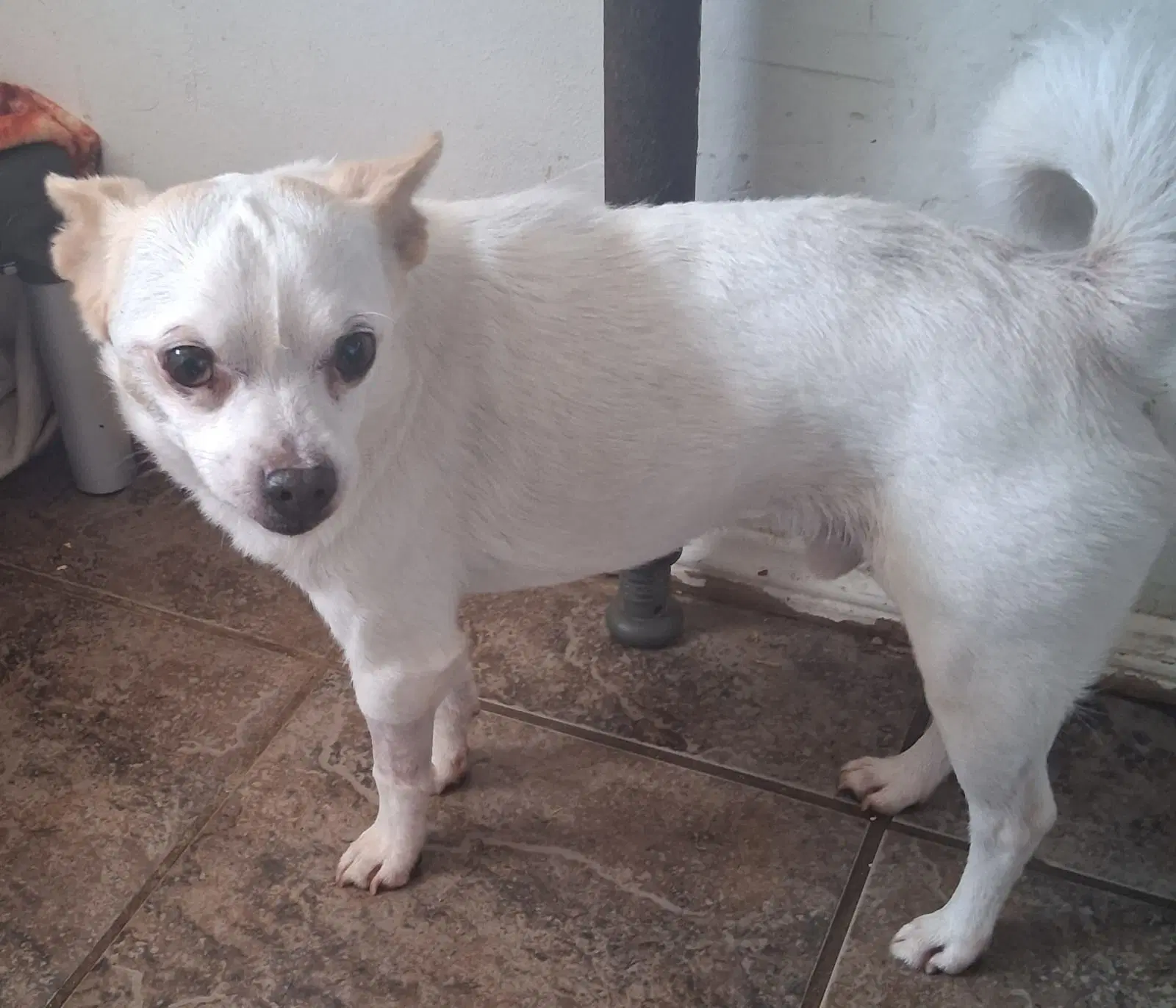 Sir Lancelot - Chihuahua