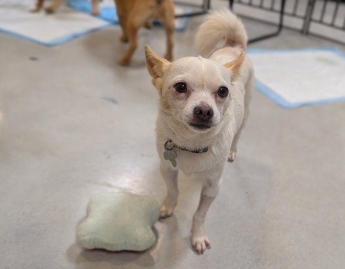 Sir Lancelot, an adoptable dog