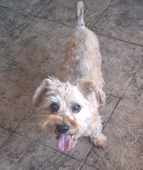 Pierre, an adoptable dog