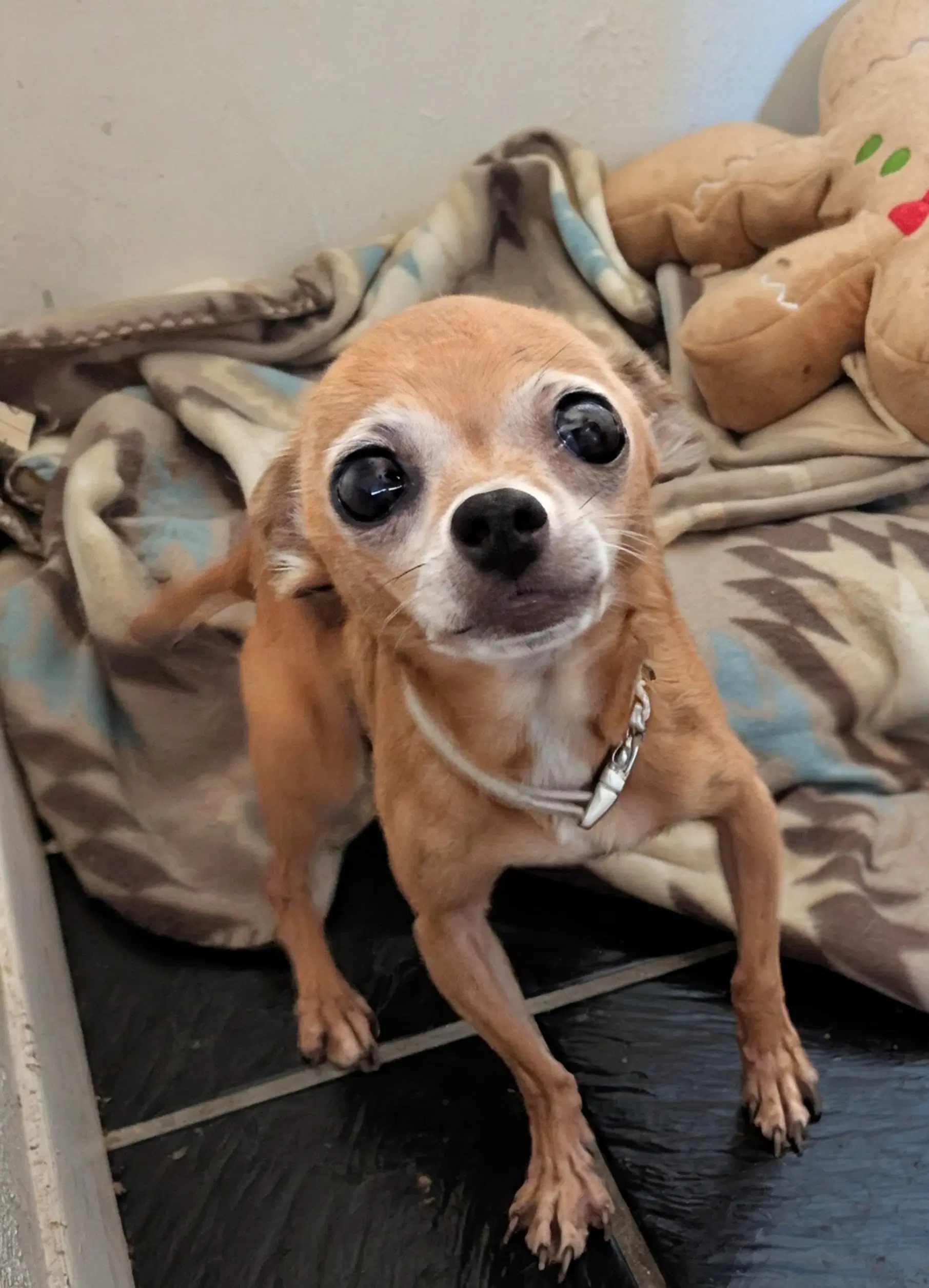 Edna - Chihuahua