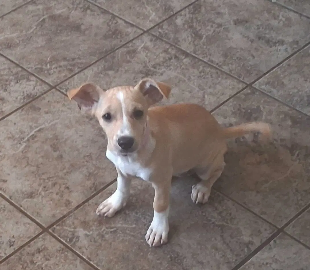 Pepita - Chihuahua