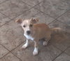 Pepita
