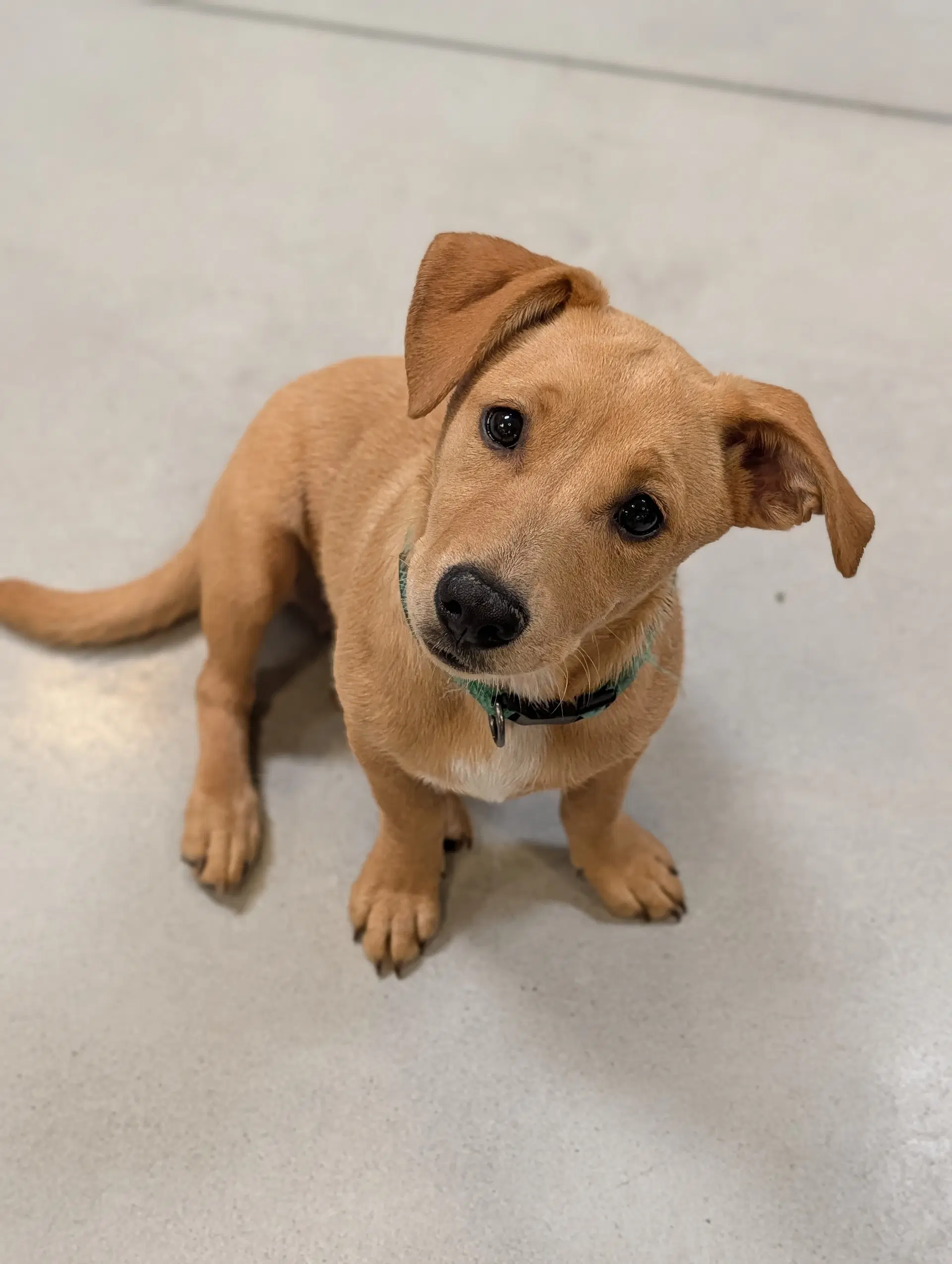 Lavender - Labrador Retriever