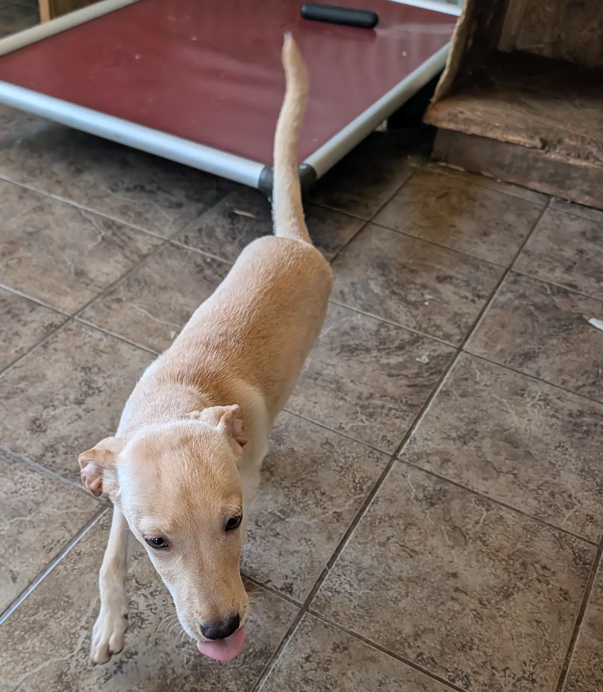 Layla - Labrador Retriever