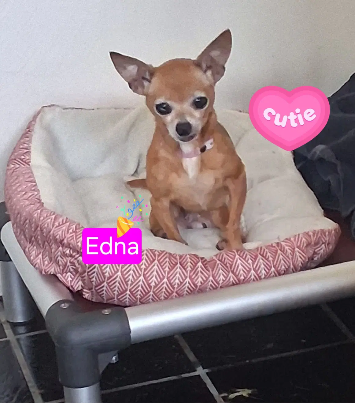 Edna Mae - Chihuahua