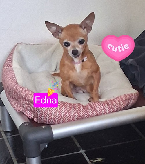 Edna Mae, an adoptable dog