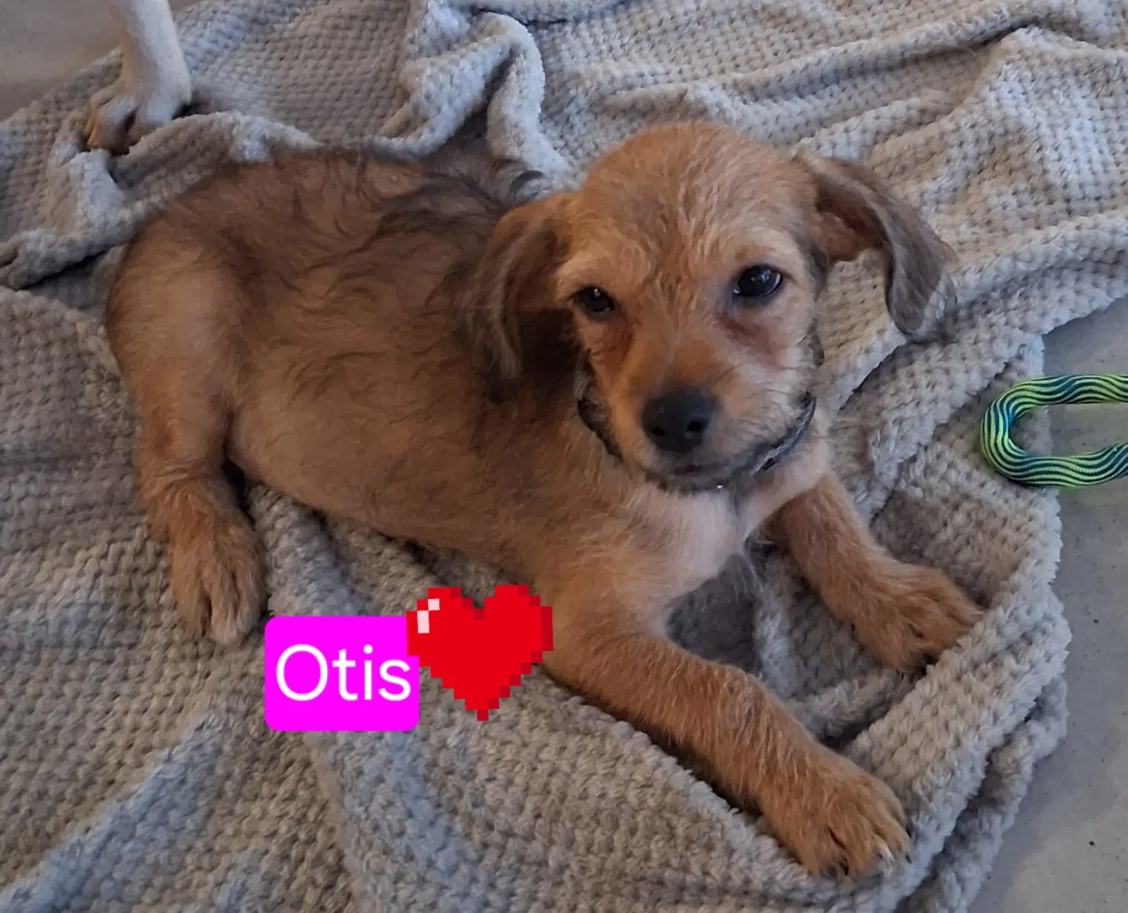 Otis - Chihuahua