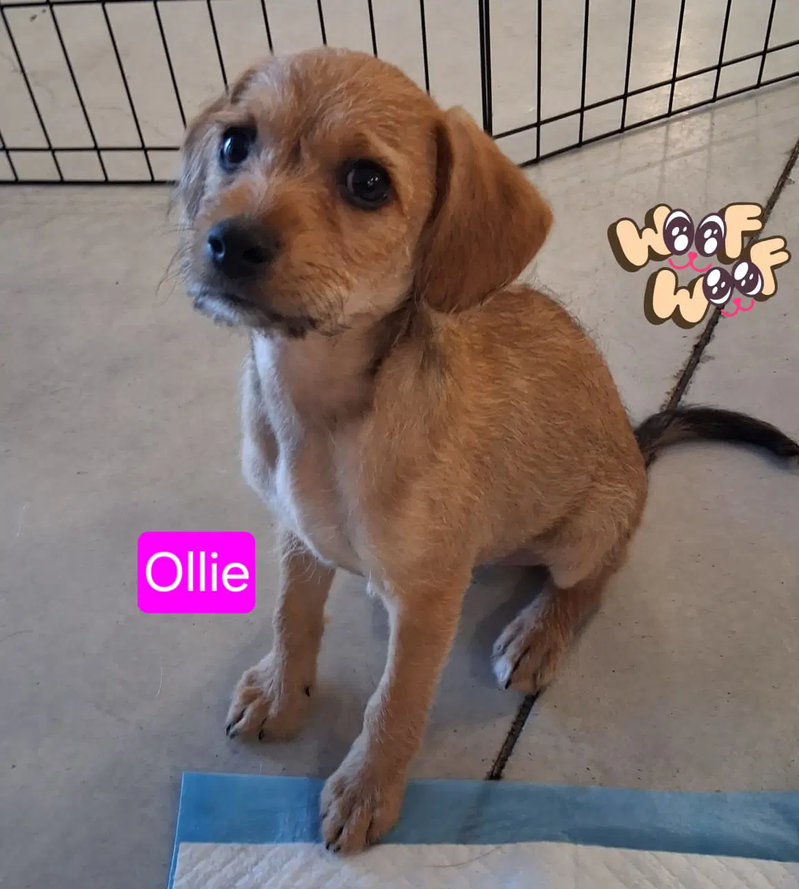 Ollie - Chihuahua