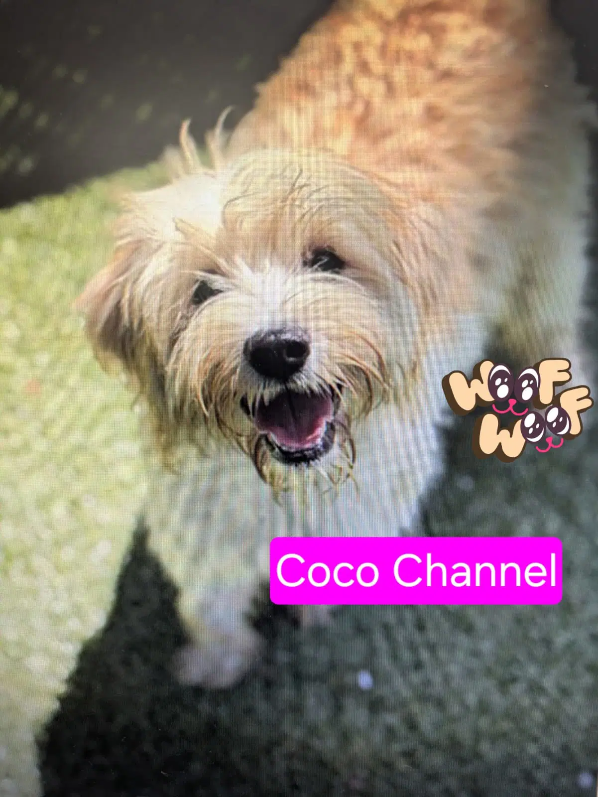 Coco Channel - Poodle (unknown type)