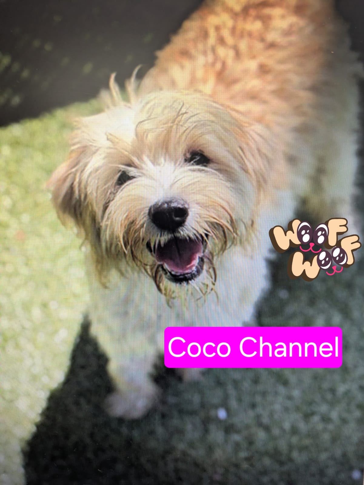 Coco Channel