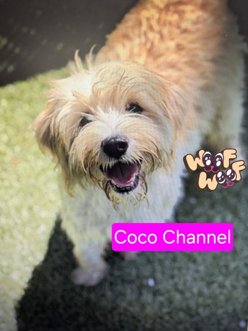 Coco Channel, an adoptable dog