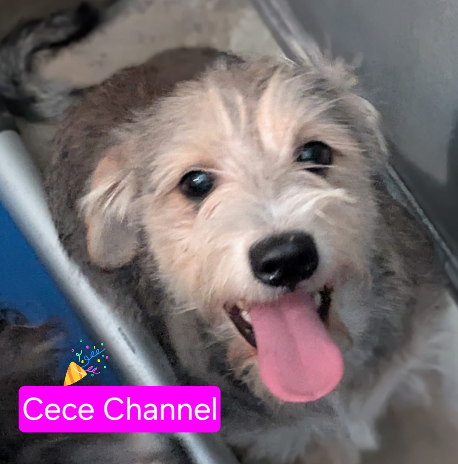 Cece Channel