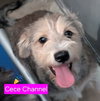 Cece Channel
