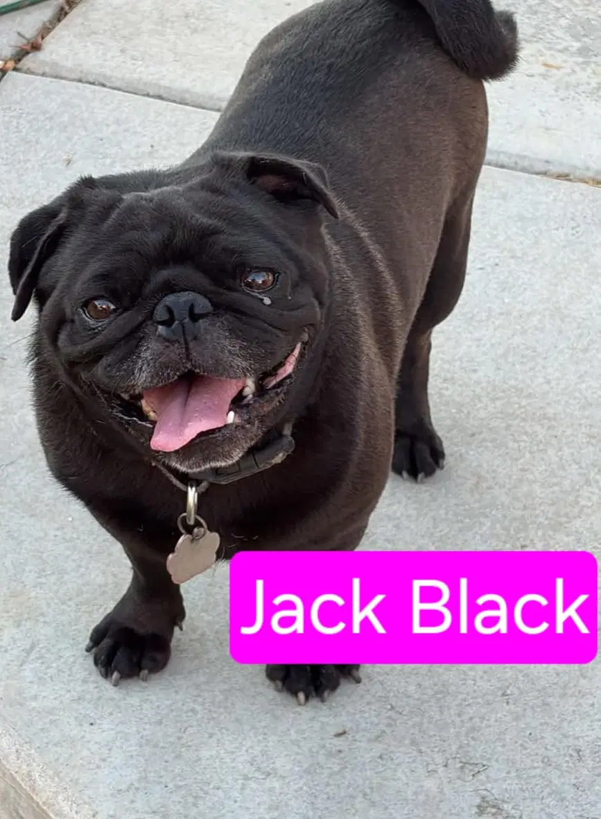 Jack - Pug